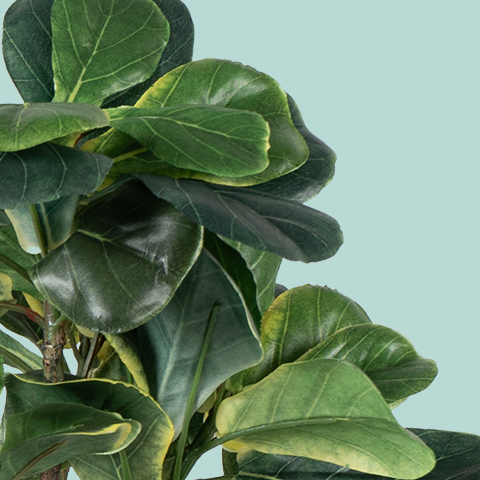 Zen Leaf Bonsai - The Artment