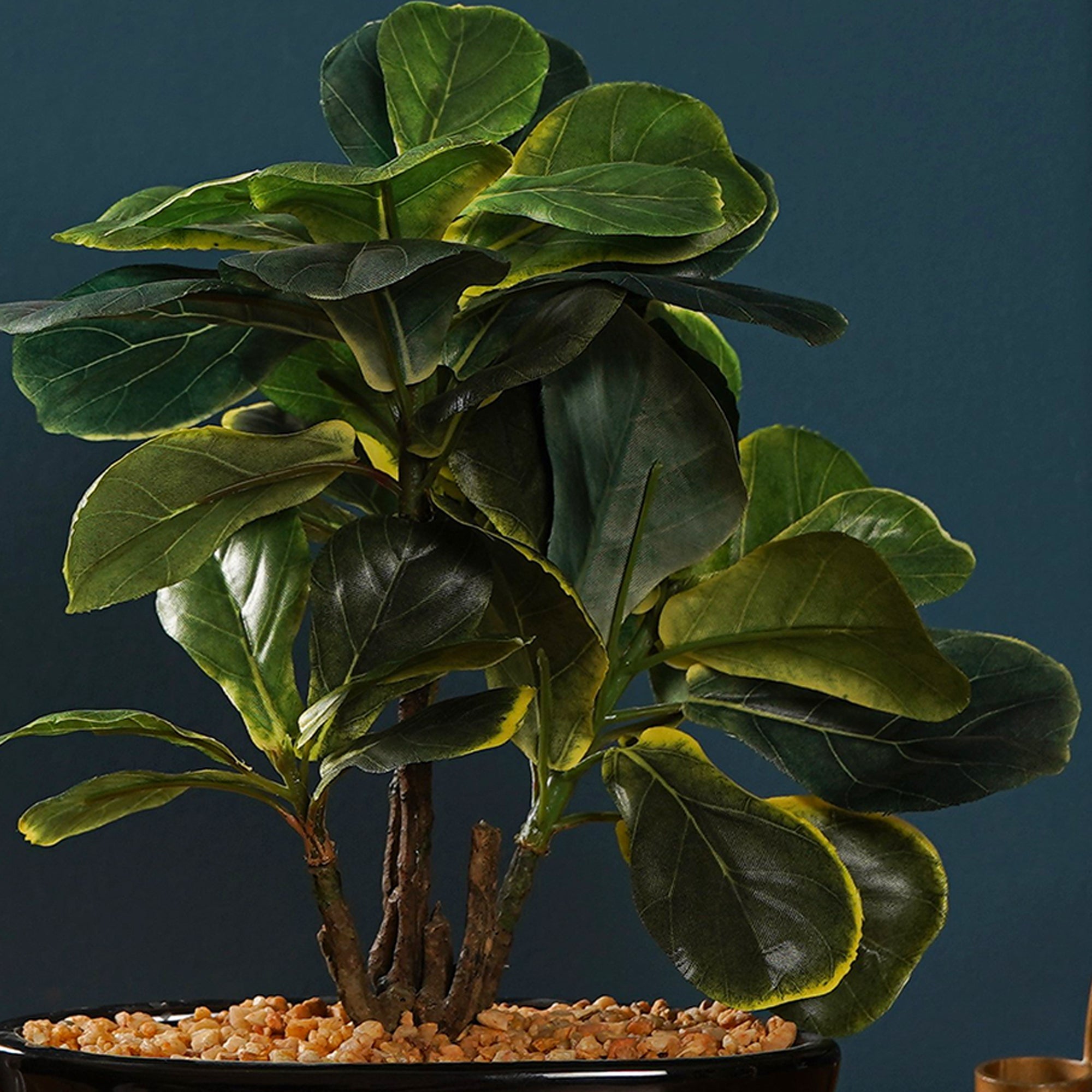 Zen Leaf Bonsai - The Artment