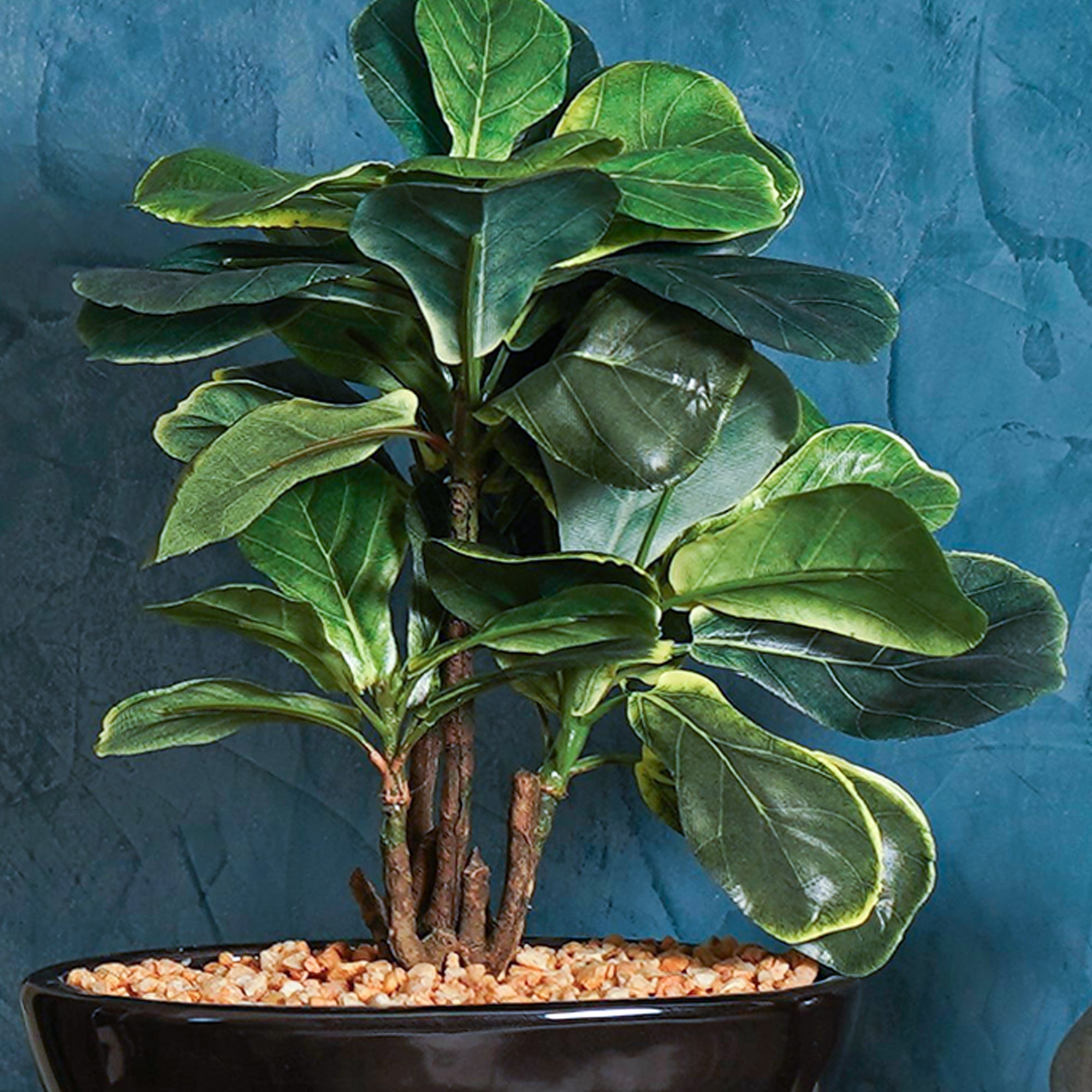 Zen Leaf Bonsai - The Artment
